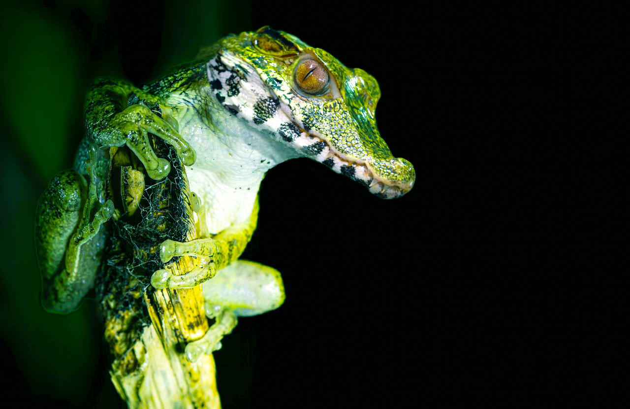 Caiman &amp; Frog Animal Merge